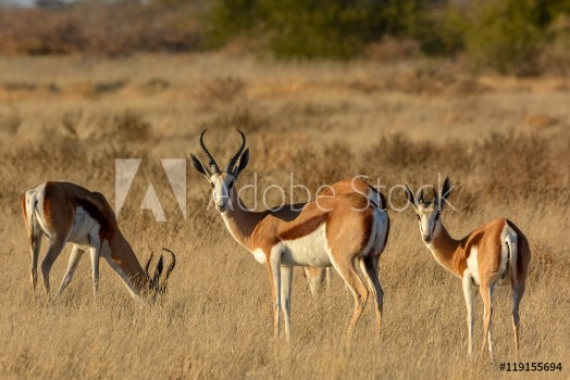 Bild på Springbok Antidorcas marsupialis herd Central Kalahari Game Reserve Botswana